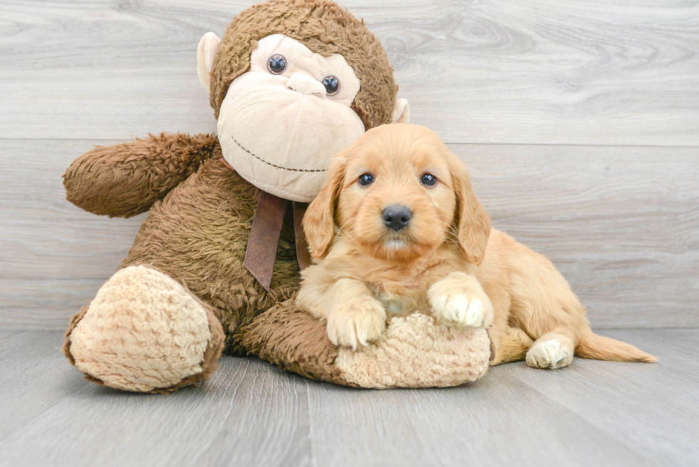 Friendly Mini Goldendoodle Baby