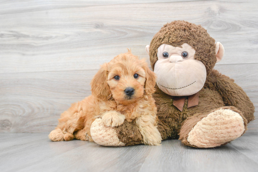 Mini Goldendoodle Pup Being Cute