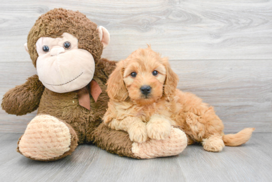 Best Mini Goldendoodle Baby