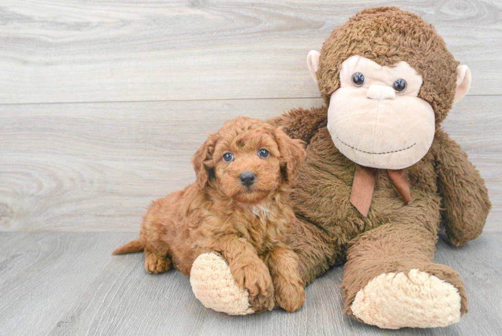 Best Mini Goldendoodle Baby