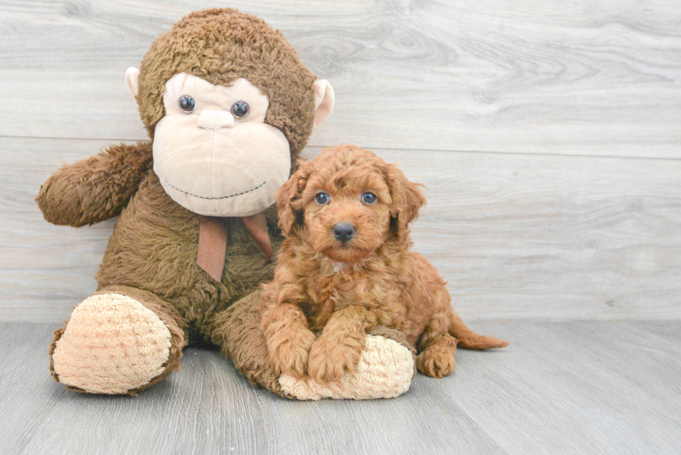 Popular Mini Goldendoodle Poodle Mix Pup