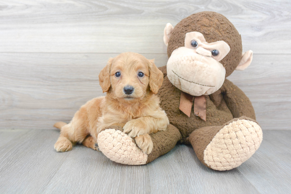 Smart Mini Goldendoodle Poodle Mix Pup