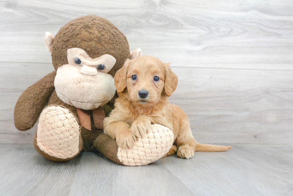 Mini Goldendoodle Pup Being Cute