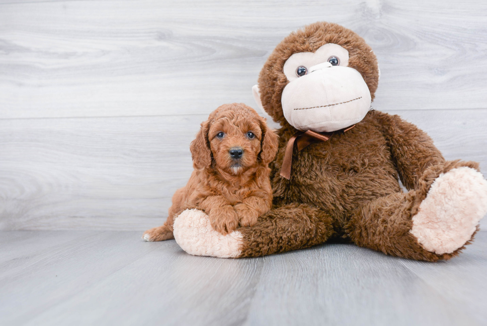 Mini Goldendoodle Pup Being Cute