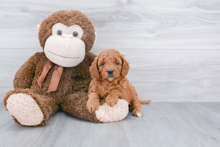 Best Mini Goldendoodle Baby