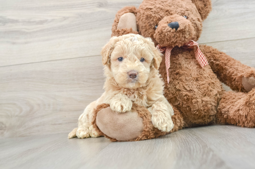 7 week old Mini Goldendoodle Puppy For Sale - Premier Pups