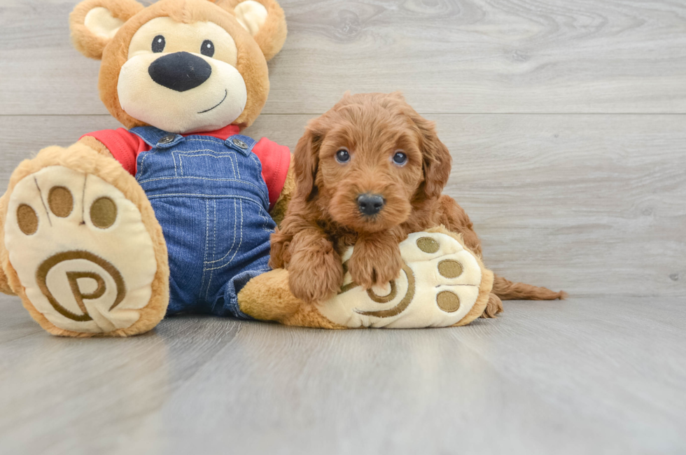 6 week old Mini Goldendoodle Puppy For Sale - Premier Pups