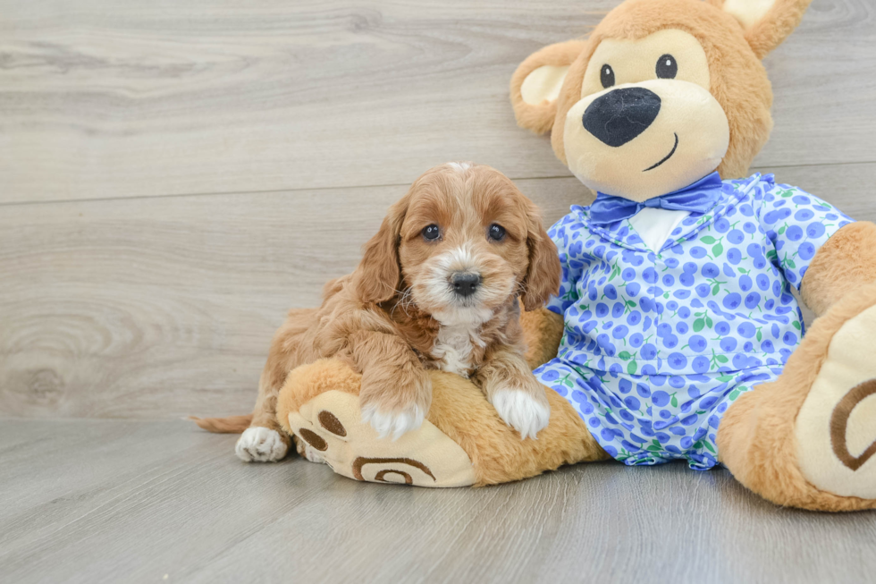 Playful Mini Groodle Poodle Mix Puppy