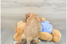 Best Mini Goldendoodle Baby