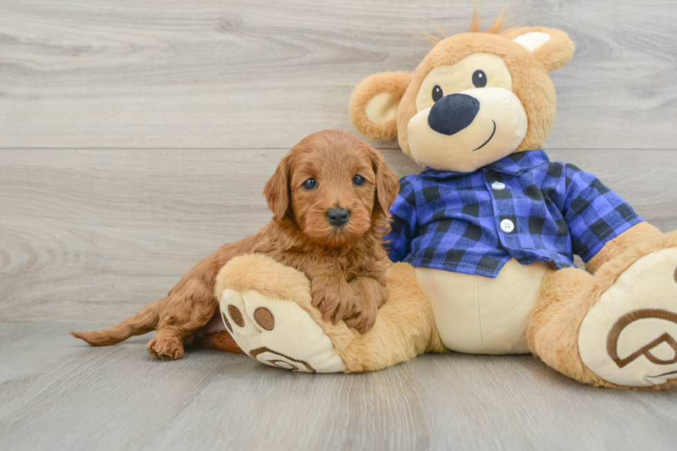 Best Mini Goldendoodle Baby