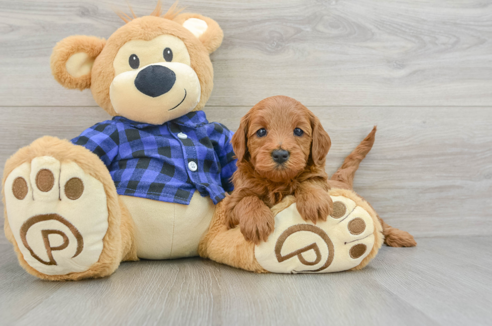 5 week old Mini Goldendoodle Puppy For Sale - Premier Pups