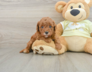 7 week old Mini Goldendoodle Puppy For Sale - Premier Pups
