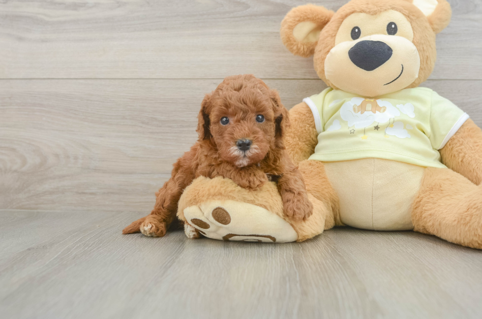 5 week old Mini Goldendoodle Puppy For Sale - Premier Pups