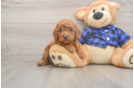 Best Mini Goldendoodle Baby