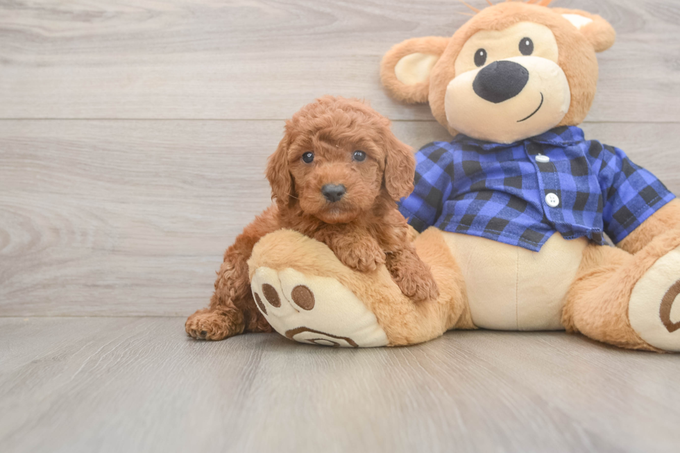 Best Mini Goldendoodle Baby