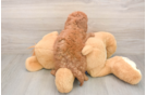 Hypoallergenic Mini Goldiepoo Poodle Mix Puppy