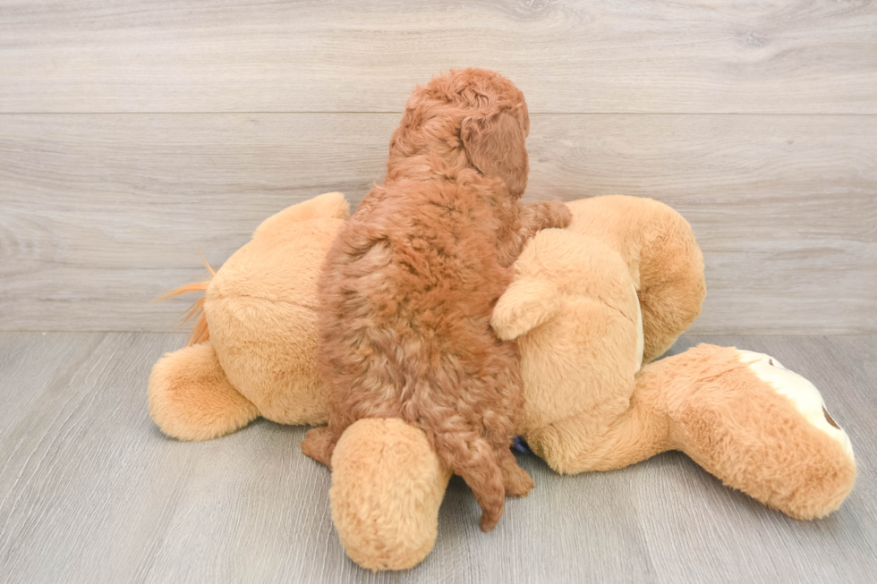 Hypoallergenic Mini Goldiepoo Poodle Mix Puppy