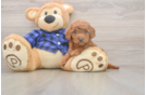Mini Goldendoodle Pup Being Cute