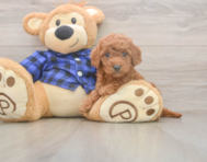 7 week old Mini Goldendoodle Puppy For Sale - Premier Pups 7 week old Mini Goldendoodle Puppy For Sale - Premier Pups