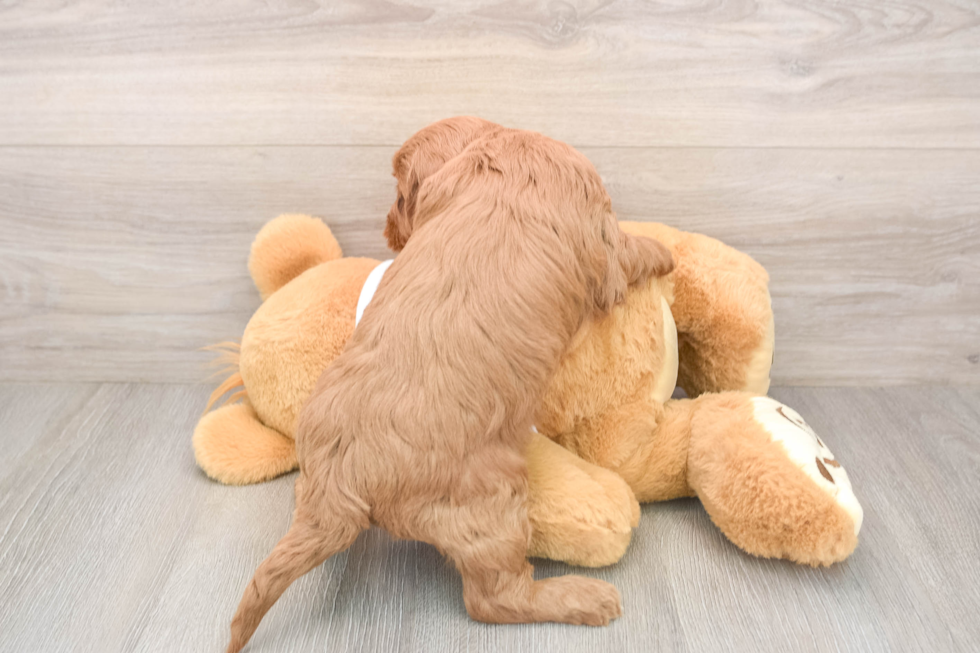 Mini Goldendoodle Pup Being Cute