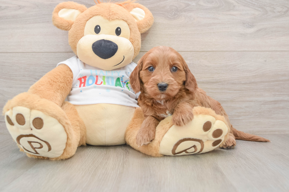 5 week old Mini Goldendoodle Puppy For Sale - Premier Pups