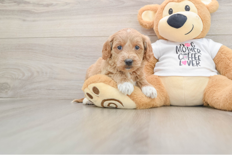 Sweet Mini Goldendoodle Baby