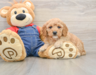 8 week old Mini Goldendoodle Puppy For Sale - Premier Pups