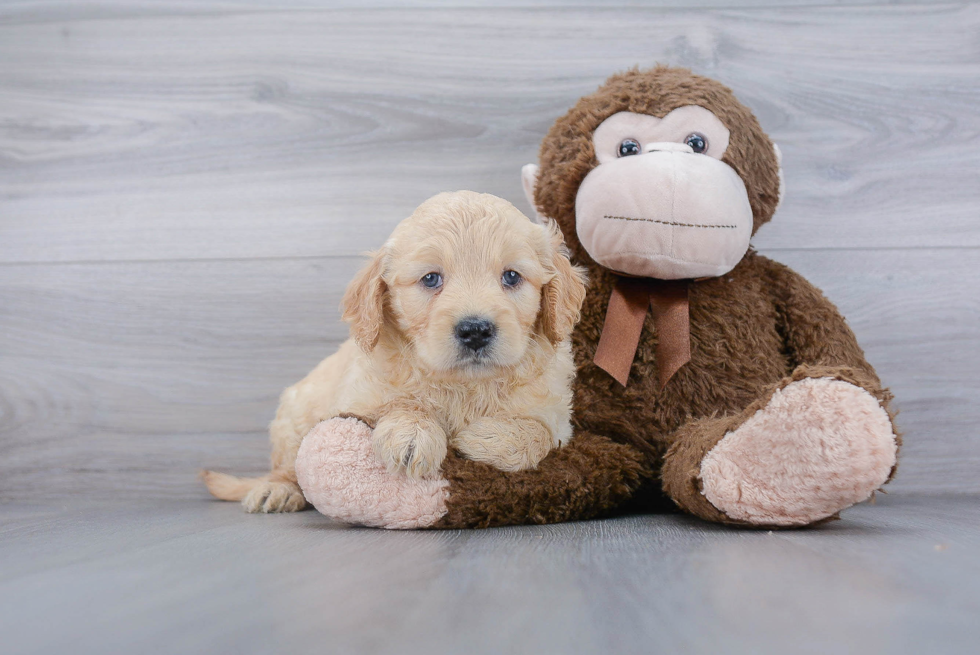 Best Mini Goldendoodle Baby