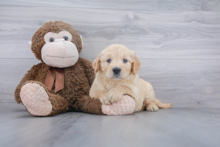 Mini Goldendoodle Pup Being Cute