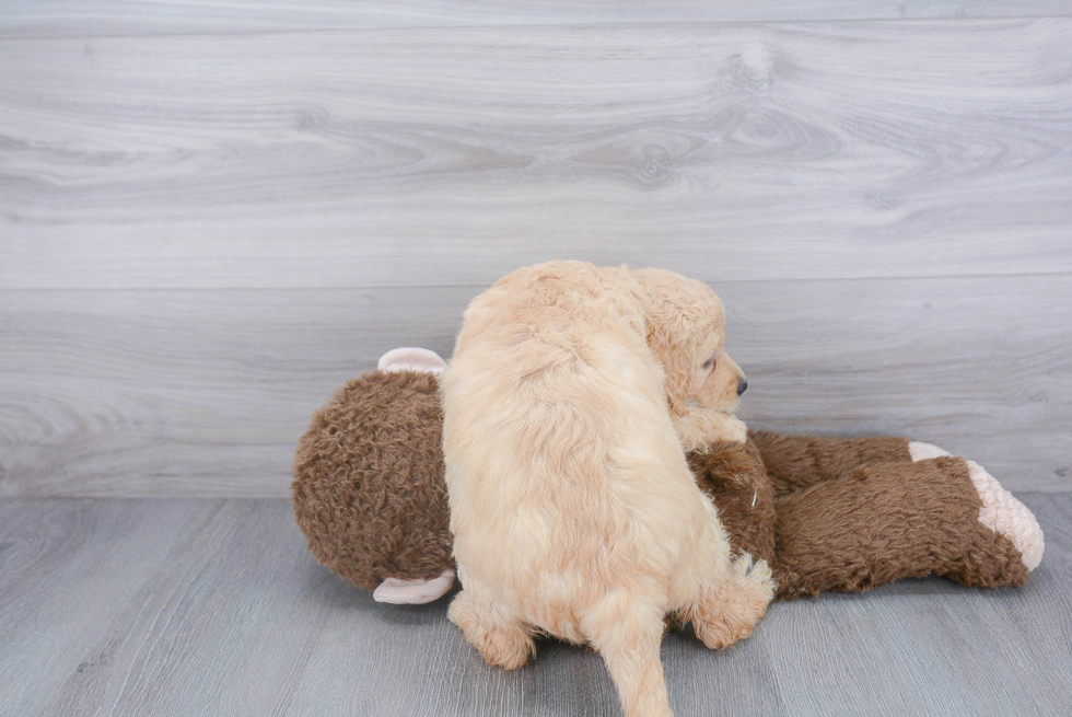 Happy Mini Goldendoodle Baby