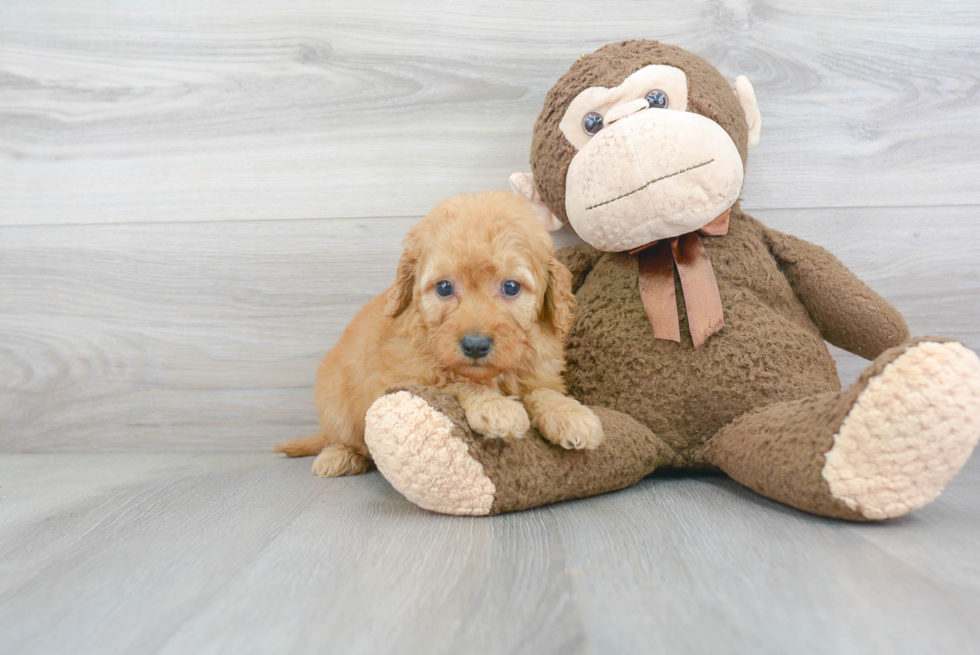 Mini Goldendoodle Pup Being Cute