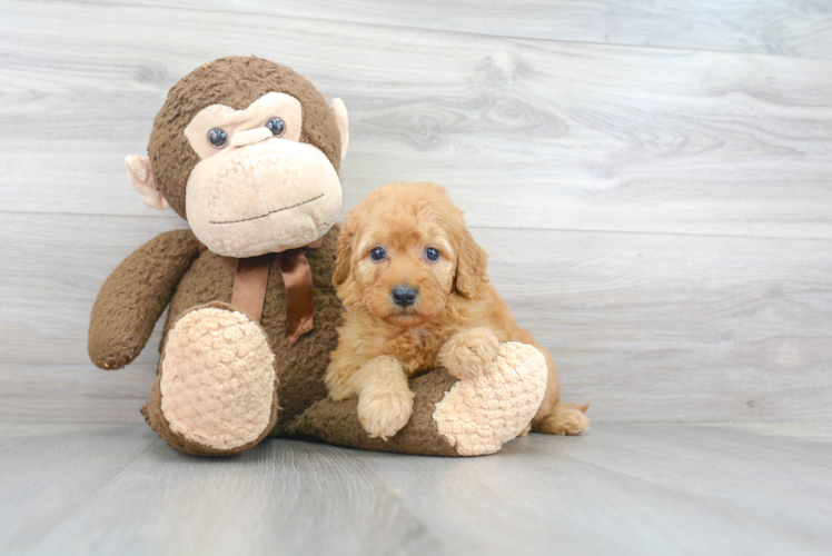 Playful Golden Retriever Poodle Mix Puppy