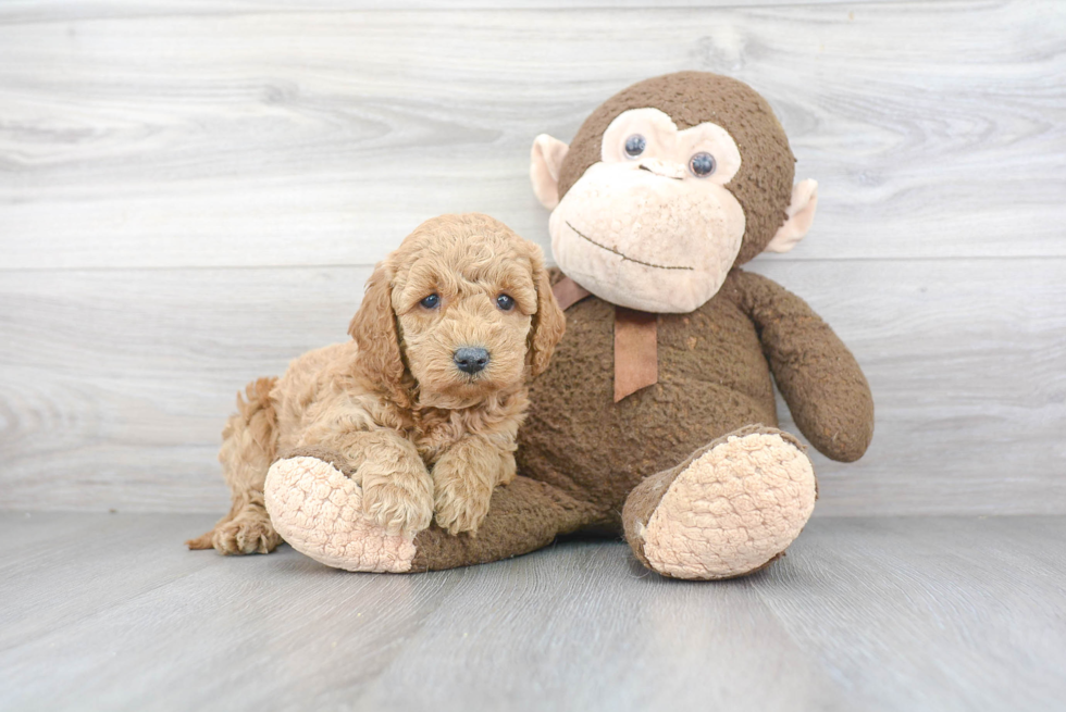 Mini Goldendoodle Pup Being Cute