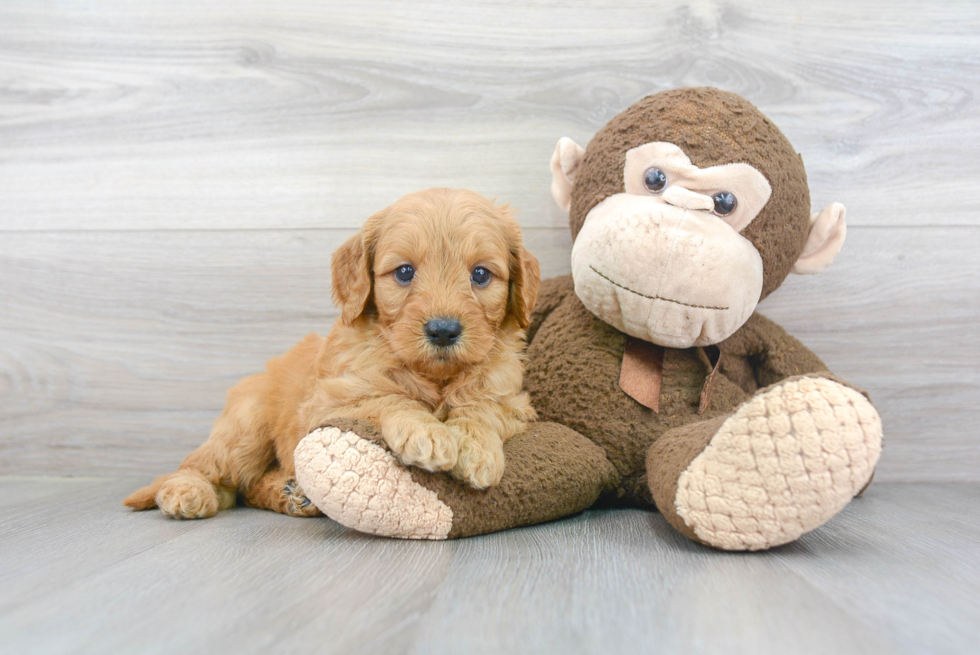 Funny Mini Goldendoodle Poodle Mix Pup