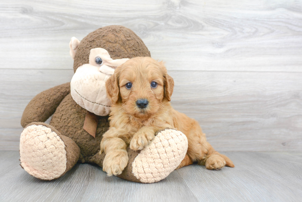 Energetic Golden Retriever Poodle Mix Puppy