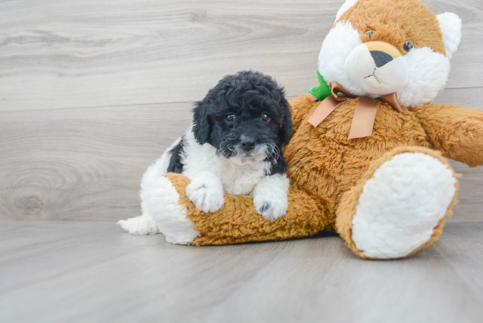 Best Mini Goldendoodle Baby