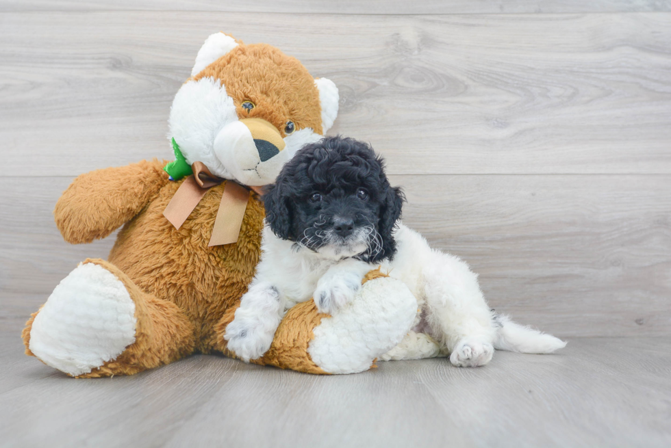 Mini Goldendoodle Pup Being Cute