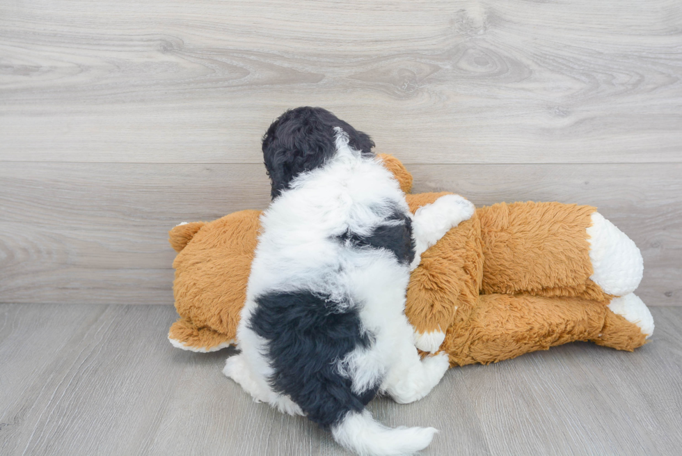 Best Mini Goldendoodle Baby