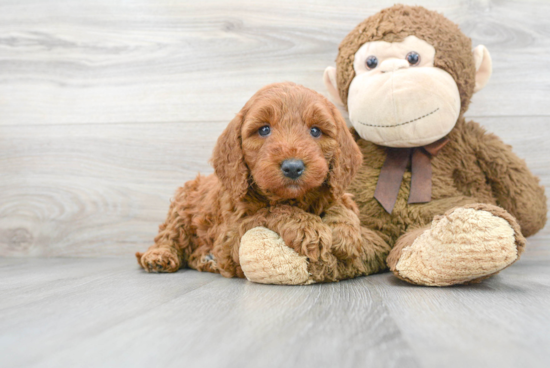 Best Mini Goldendoodle Baby