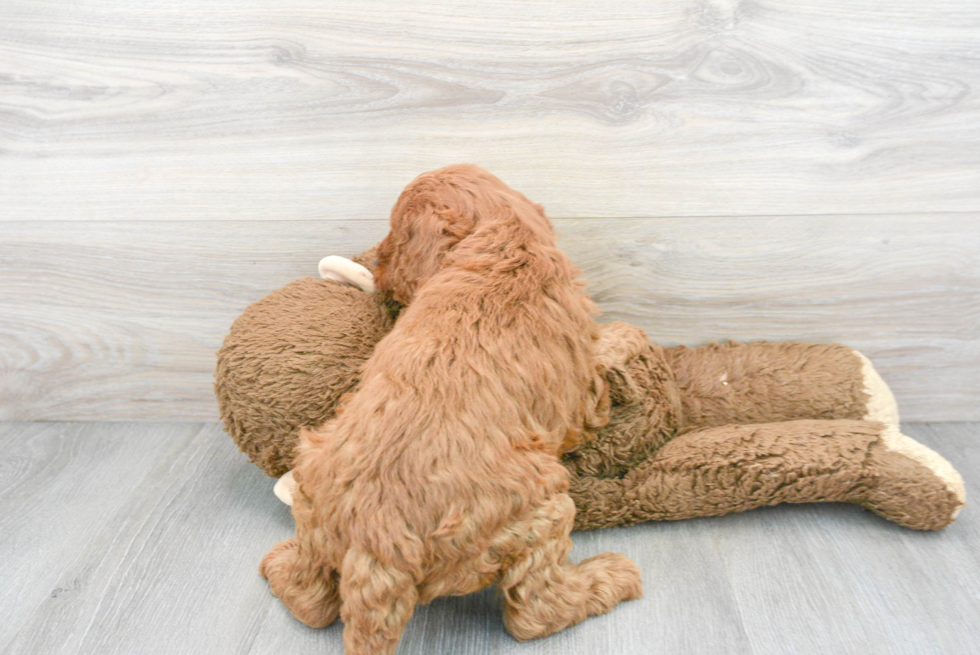 Cute Mini Goldendoodle Baby