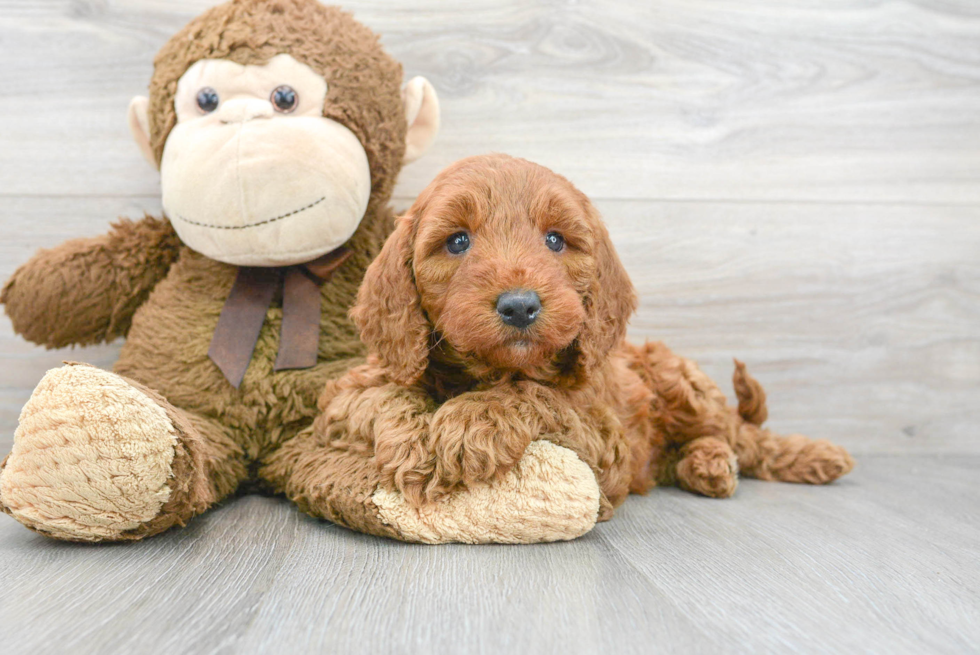 Popular Mini Goldendoodle Poodle Mix Pup