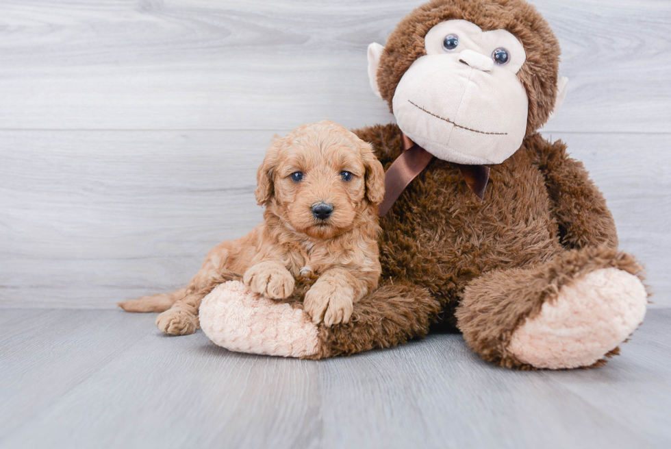 Happy Mini Goldendoodle Baby