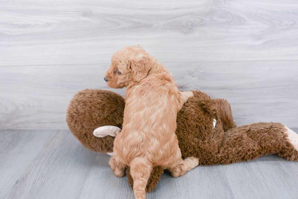 Mini Goldendoodle Puppy for Adoption