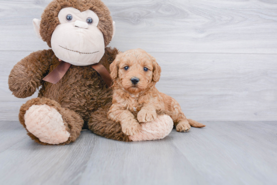 Mini Goldendoodle Puppy for Adoption