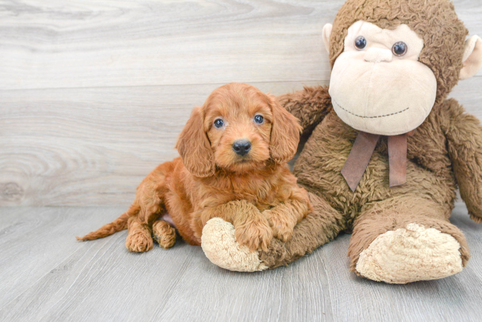 Smart Mini Goldendoodle Poodle Mix Pup