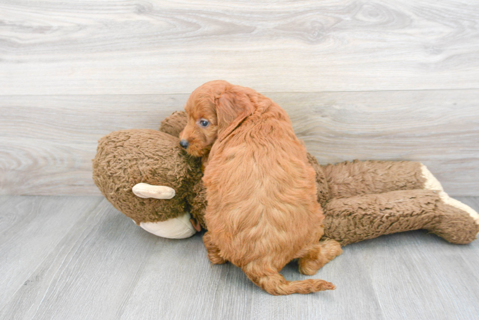 Friendly Mini Goldendoodle Baby