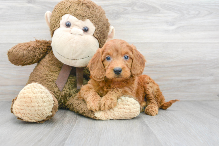 Funny Mini Goldendoodle Poodle Mix Pup