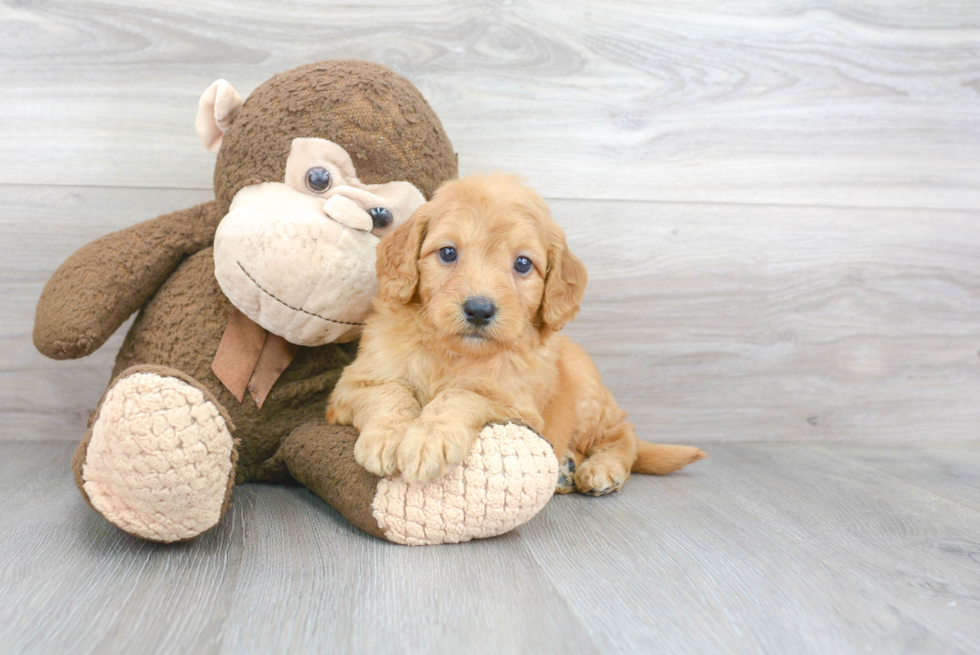 Popular Mini Goldendoodle Poodle Mix Pup