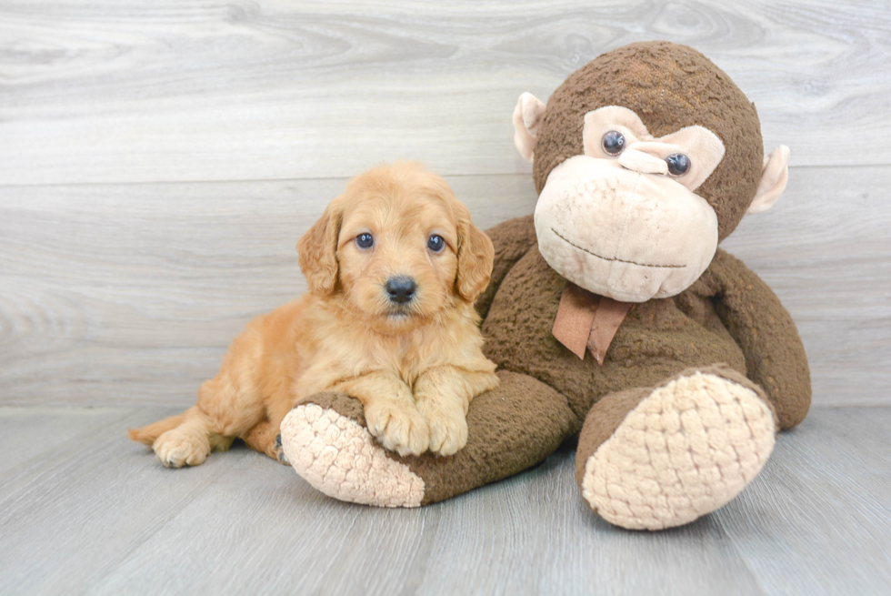 Sweet Mini Goldendoodle Baby