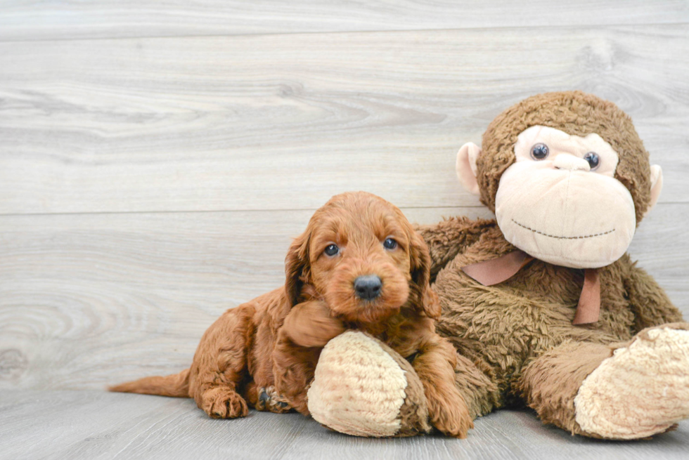 Mini Goldendoodle Puppy for Adoption